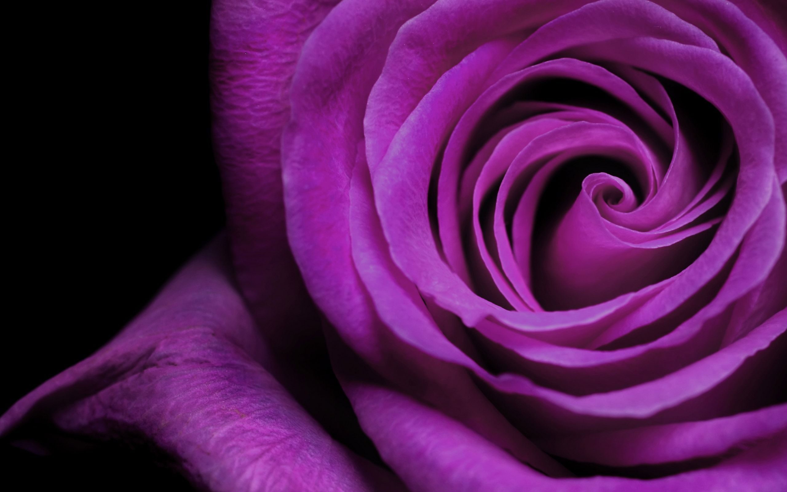 Rosa viola macro sfondo nero, 2560x1600 2K, MacBook Pro