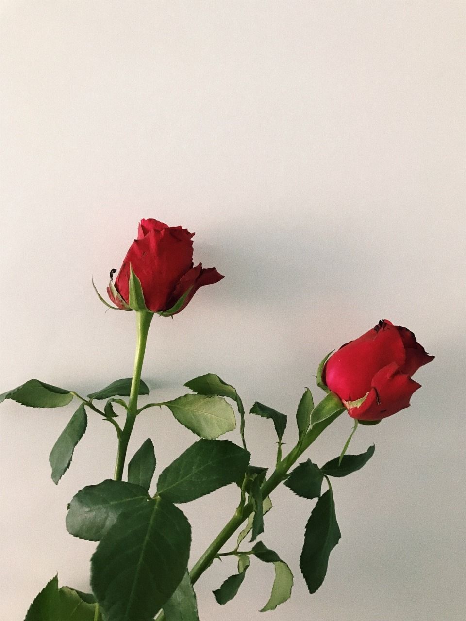 Due rose rosse steli, 960x1280 Full HD Verticale, Smartphone