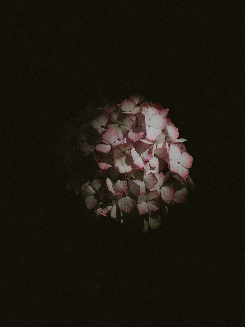 Rosa nera fiore scuro, 1920x1080 Full HD 1080p, Laptop