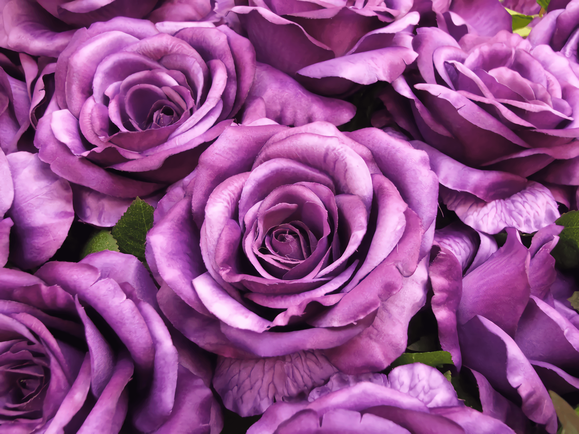 Rose viola in primo piano, 1920x1440 Full HD+ WUXGA, Laptop