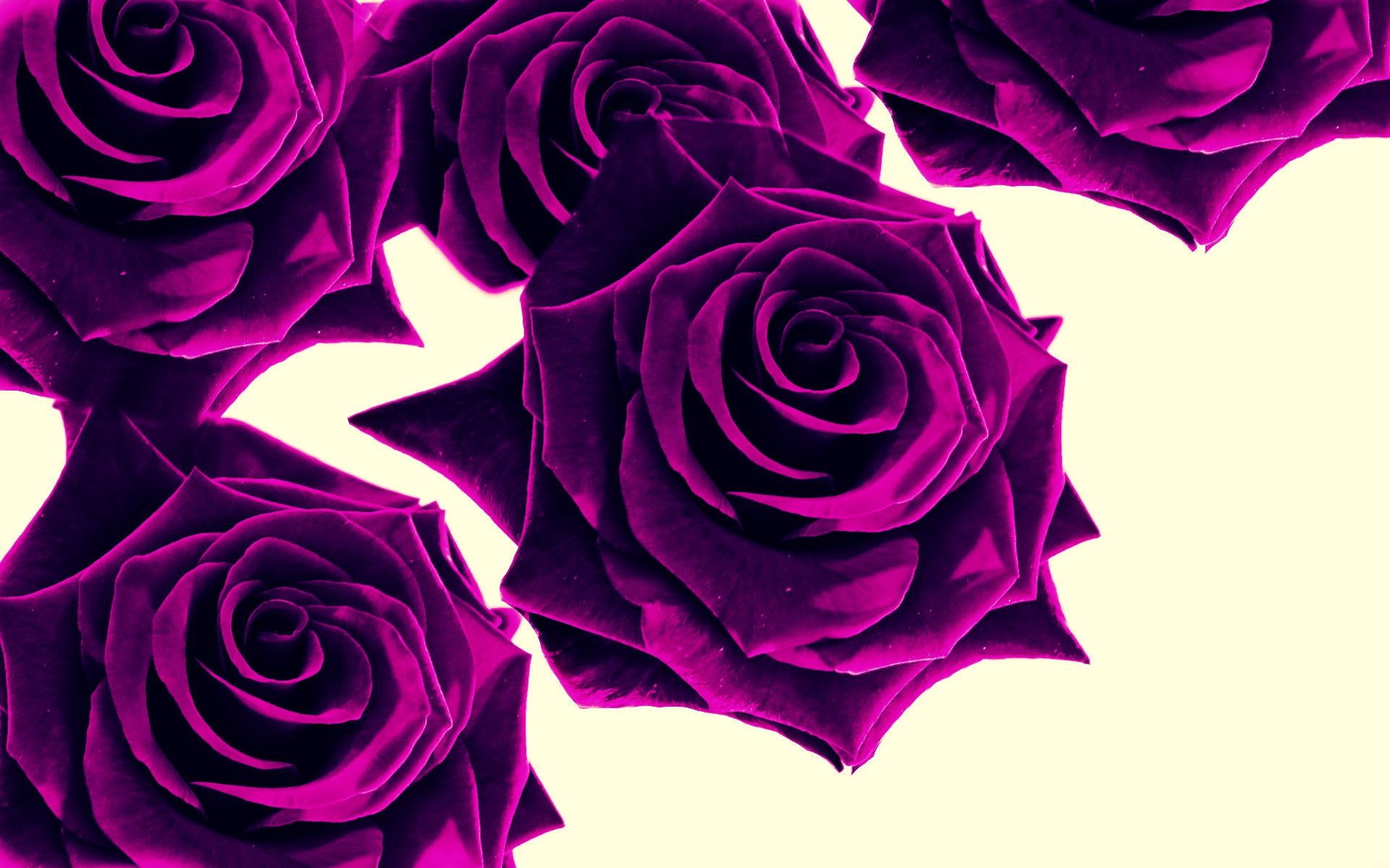Rose viola su sfondo chiaro, 1920x1200 WUXGA, PC