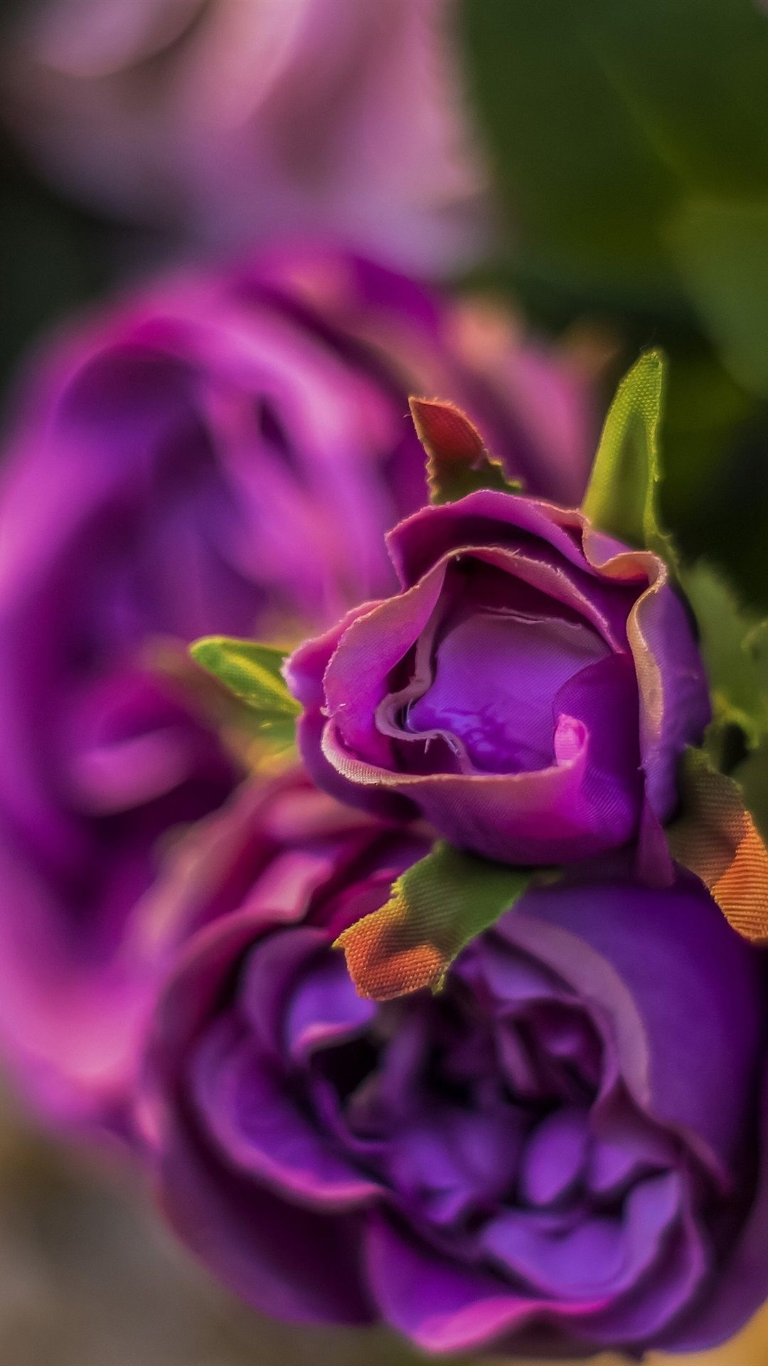 Rose viola in fiore, 1080x1920 Verticale, Mobile