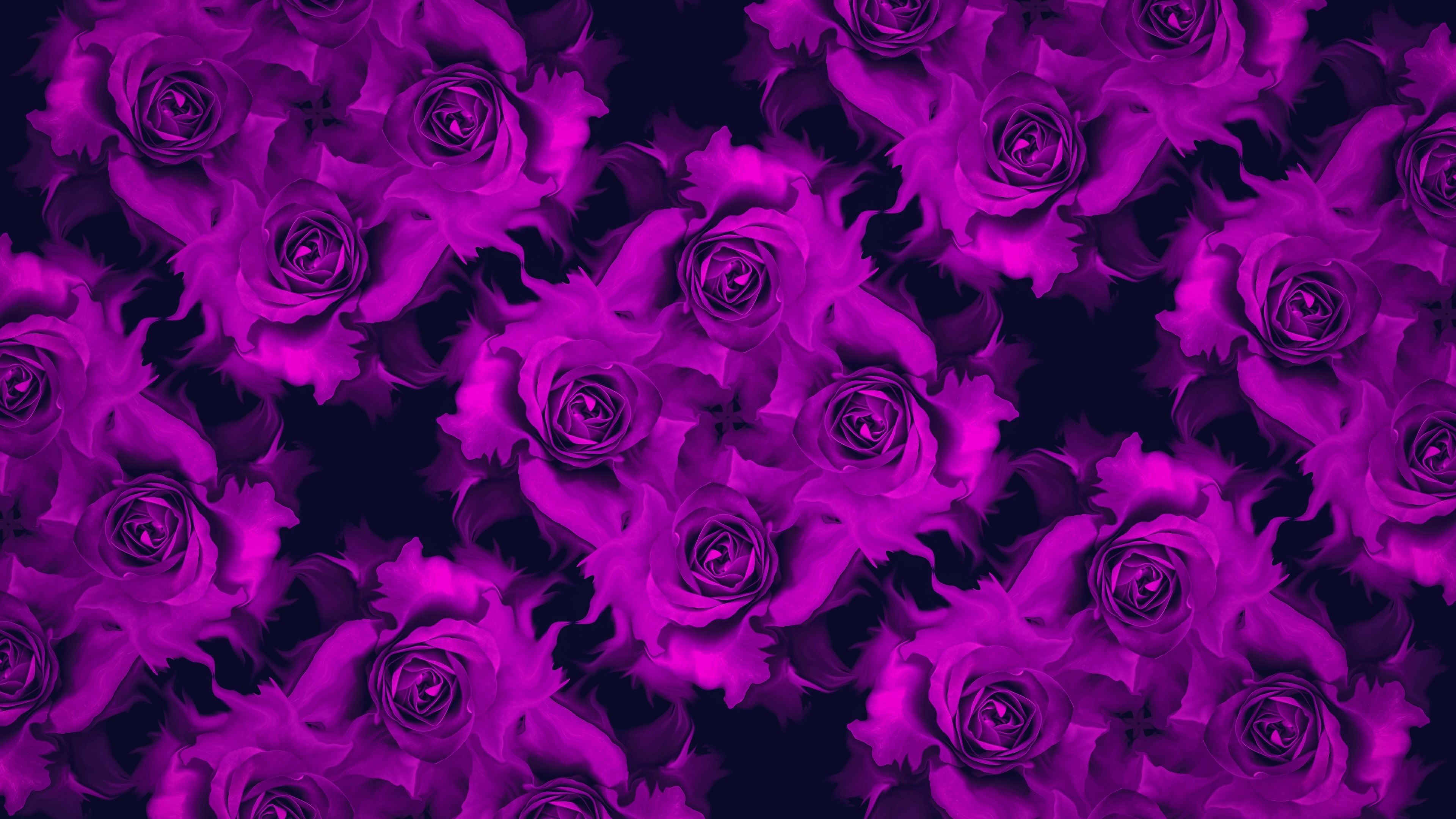 Rose viola pattern sfondo scuro, 3840x2160 4K, Desktop 4K