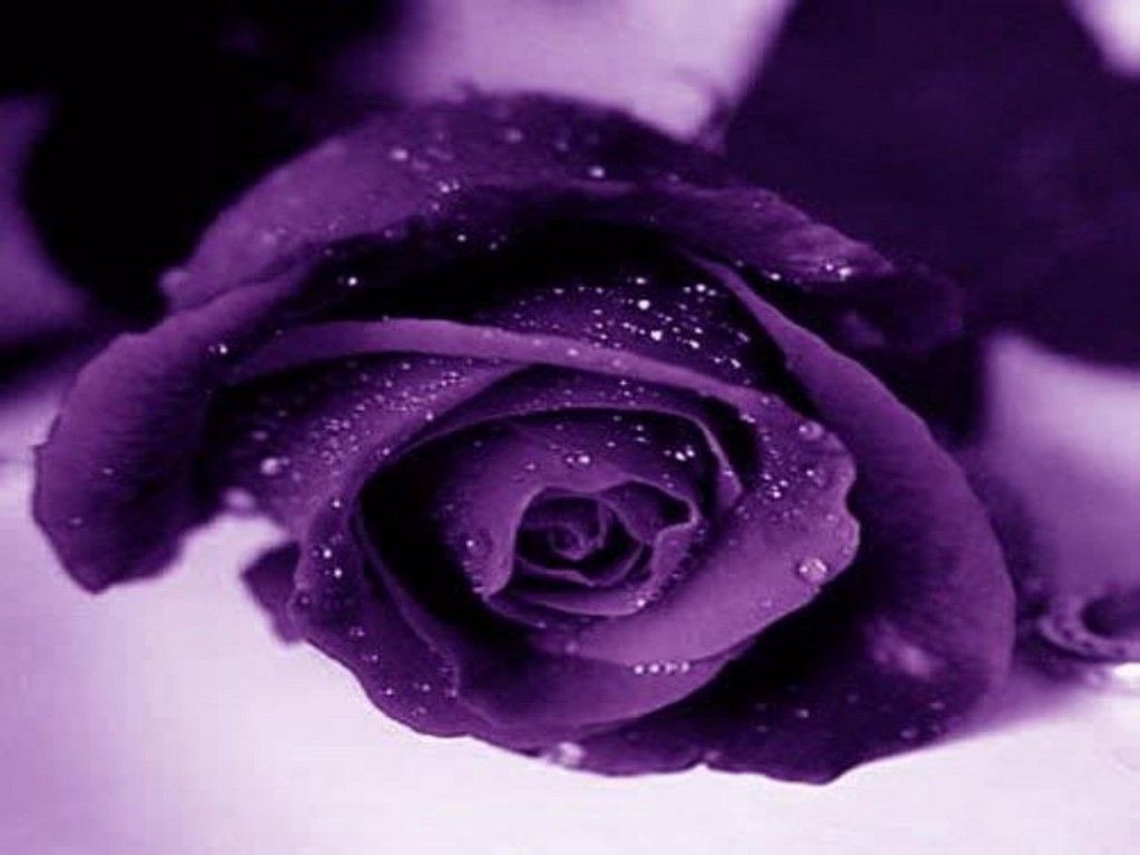 Rosa viola con gocce d'acqua, 1024x768 HD, Desktop