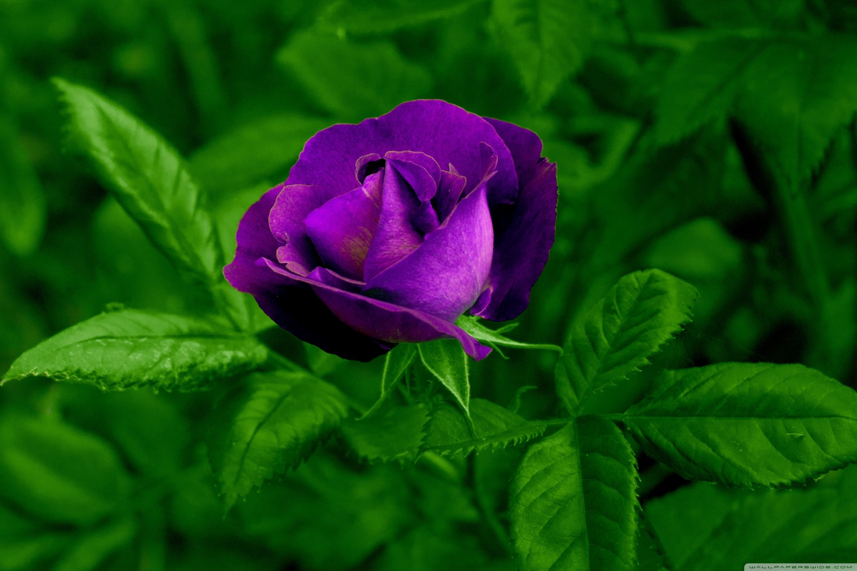 Rosa viola tra foglie verdi, 3000x2000 WQXGA, Laptop