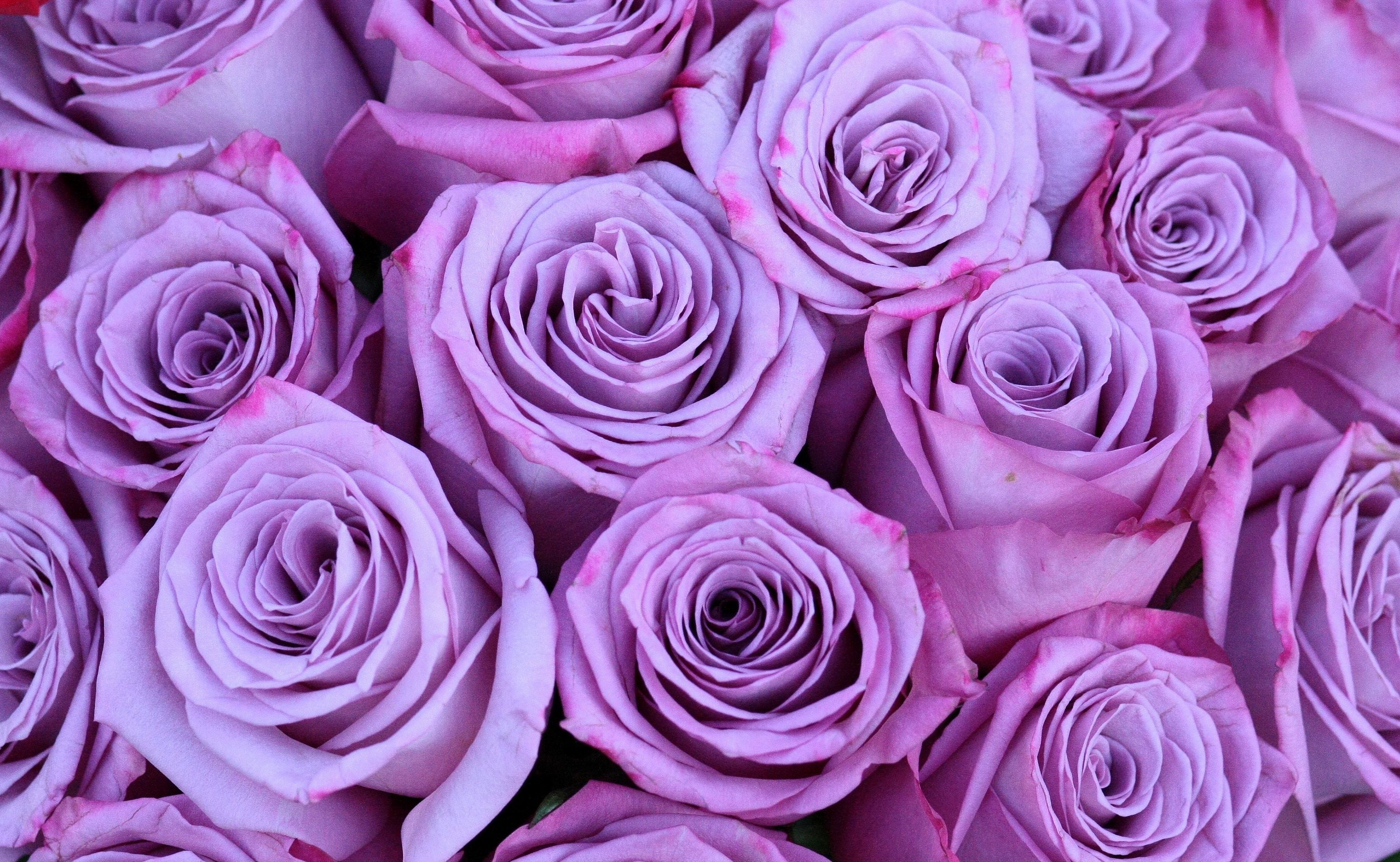 Rose viola in bouquet, 3088x1901 2K, PC