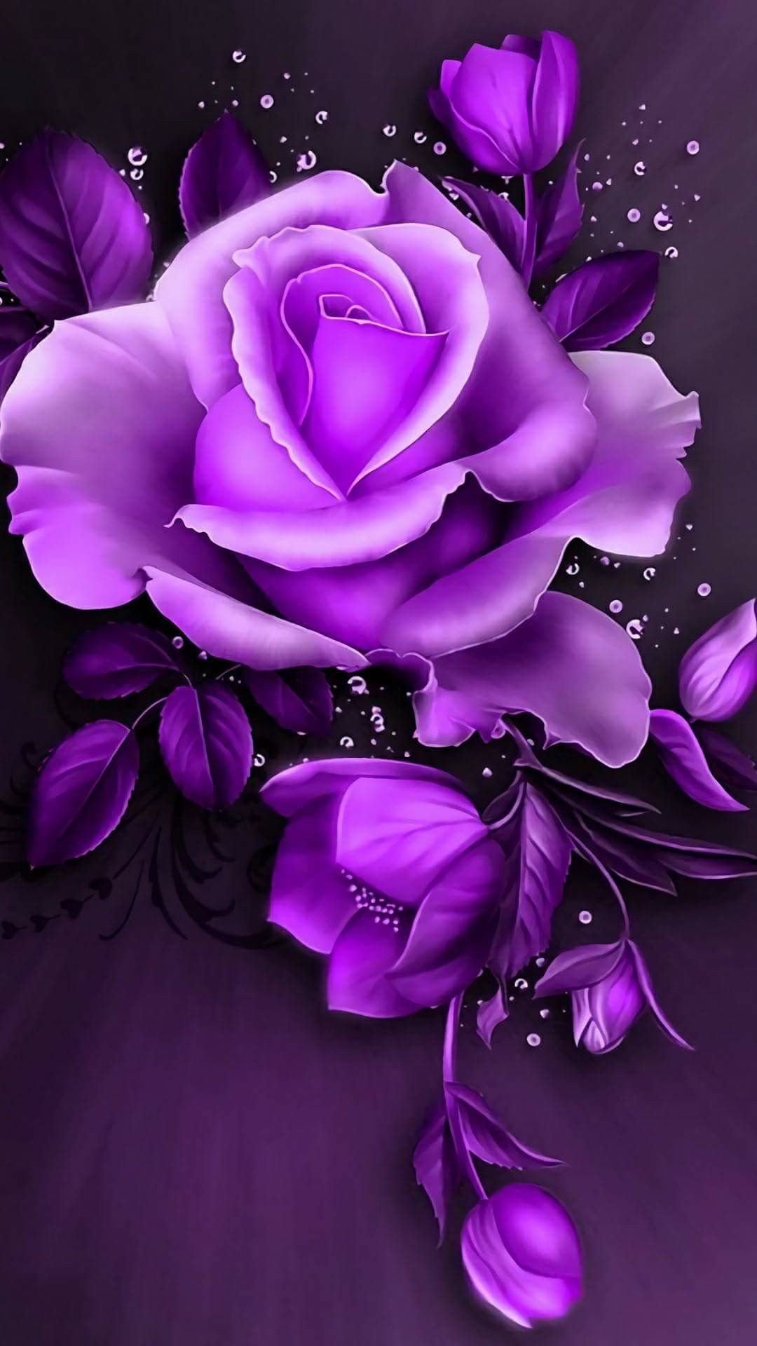 Rose viola con boccioli, 1080x1920 Full HD Verticale, Smartphone