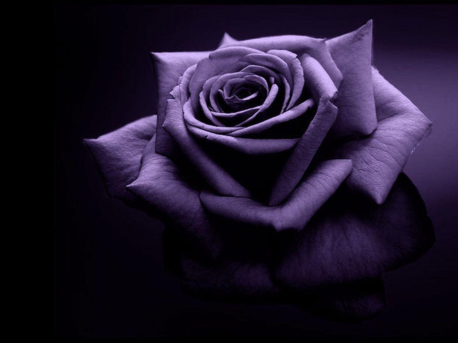 Rosa viola su sfondo scuro, 1600x1200 900p, MacBook Air