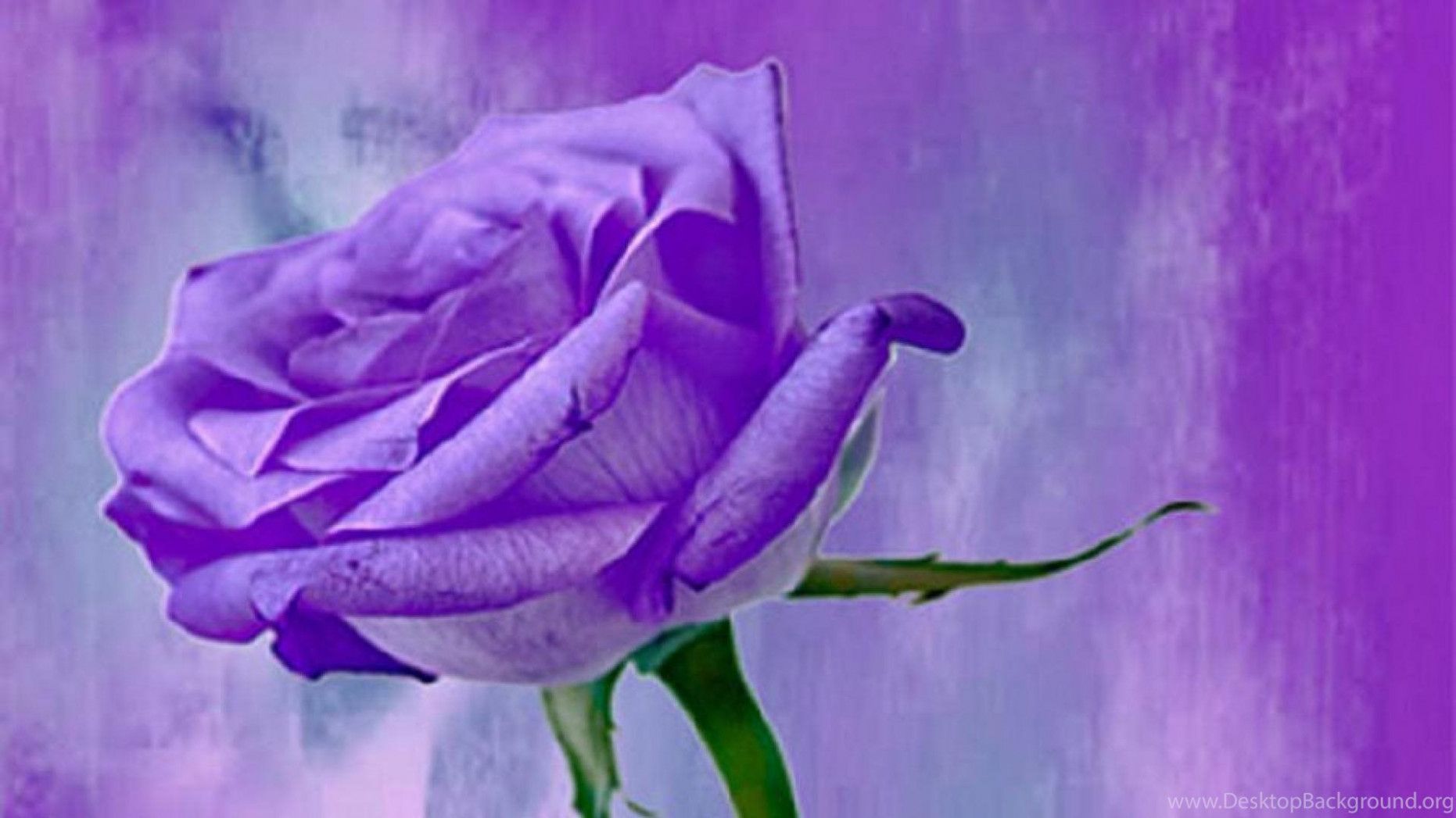 Rosa viola singola, 1862x1047 900p, PC Desktop