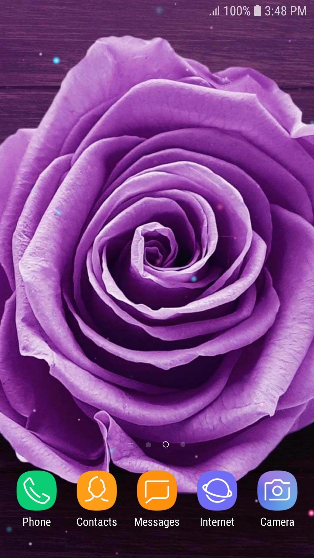 Rosa viola primo piano, 1080x1920 Full HD Verticale, iPhone