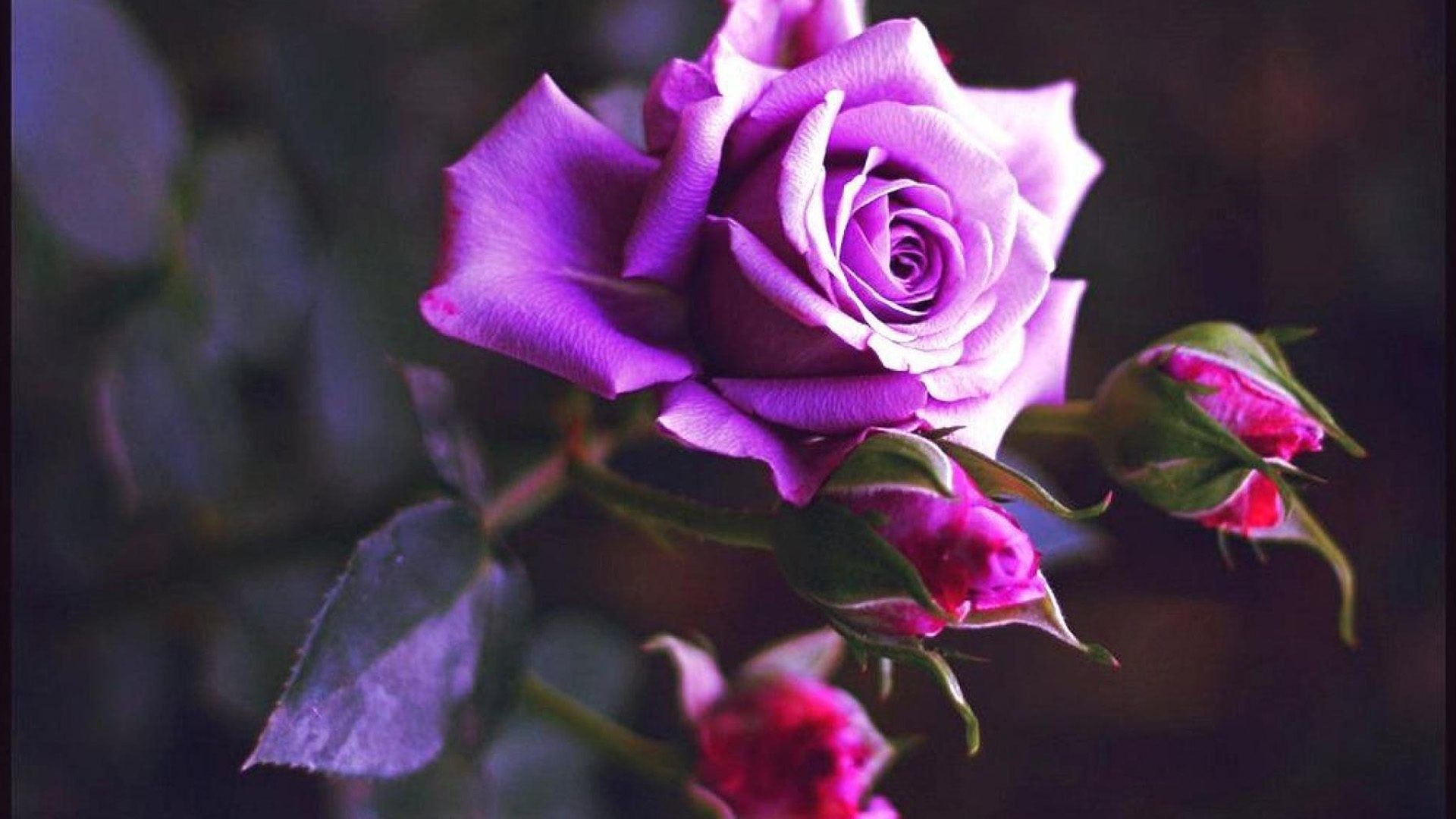Rosa viola con boccioli rosa, 1920x1080 Full HD 1080p, PC