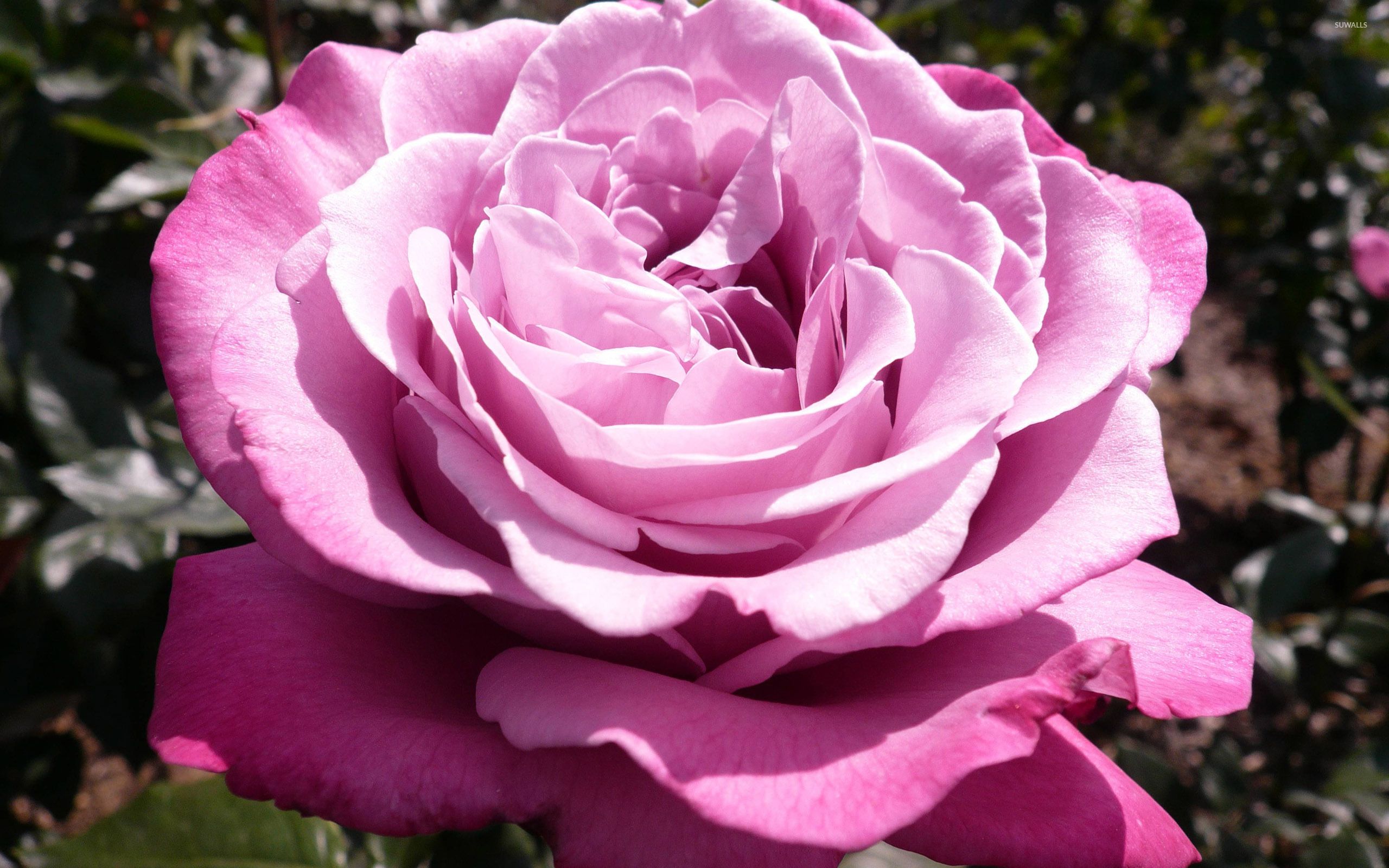 Rosa viola in fiore, 2560x1600 2K, Laptop