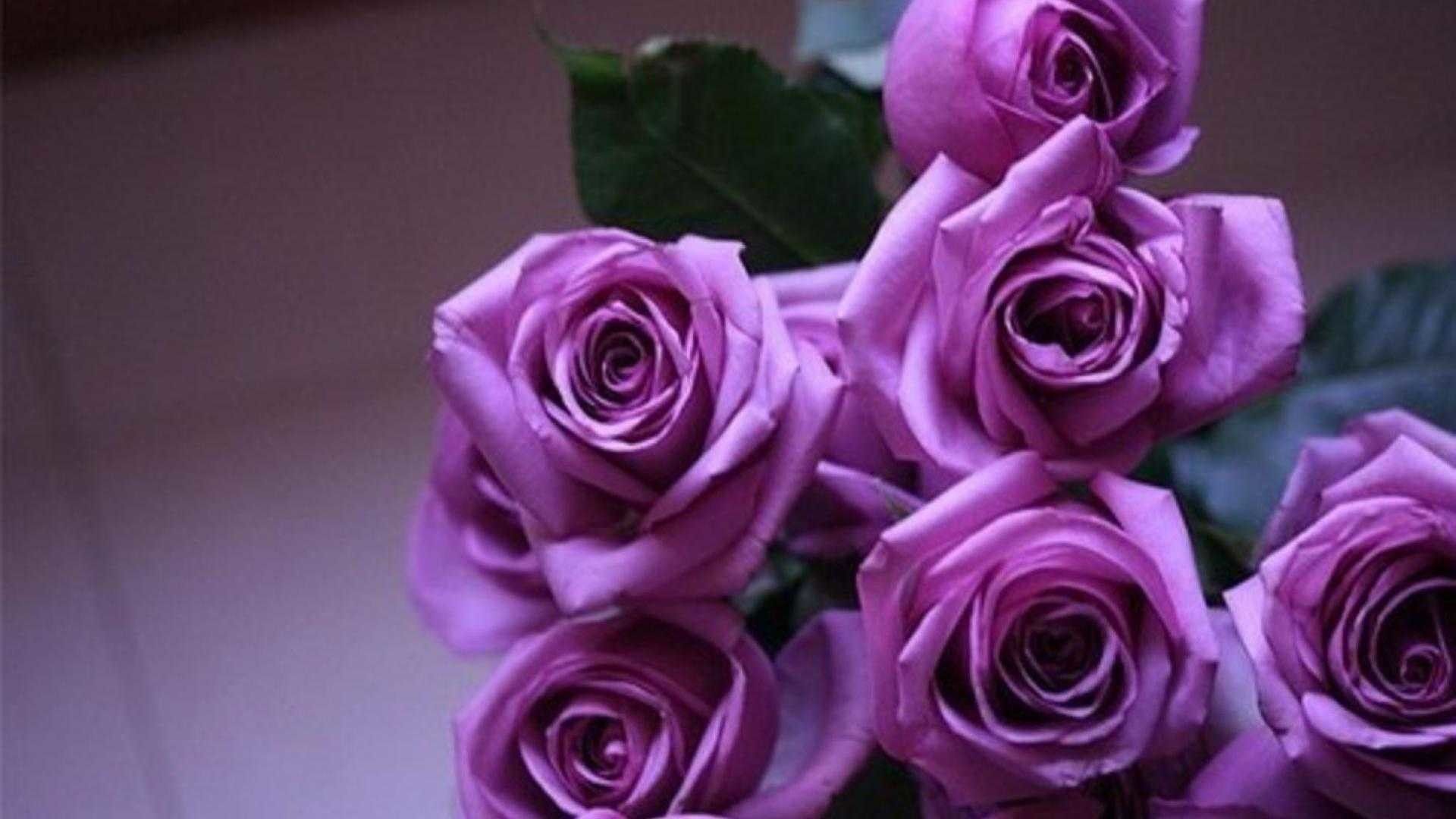 Bouquet di rose viola, 1920x1080 Full HD, Desktop