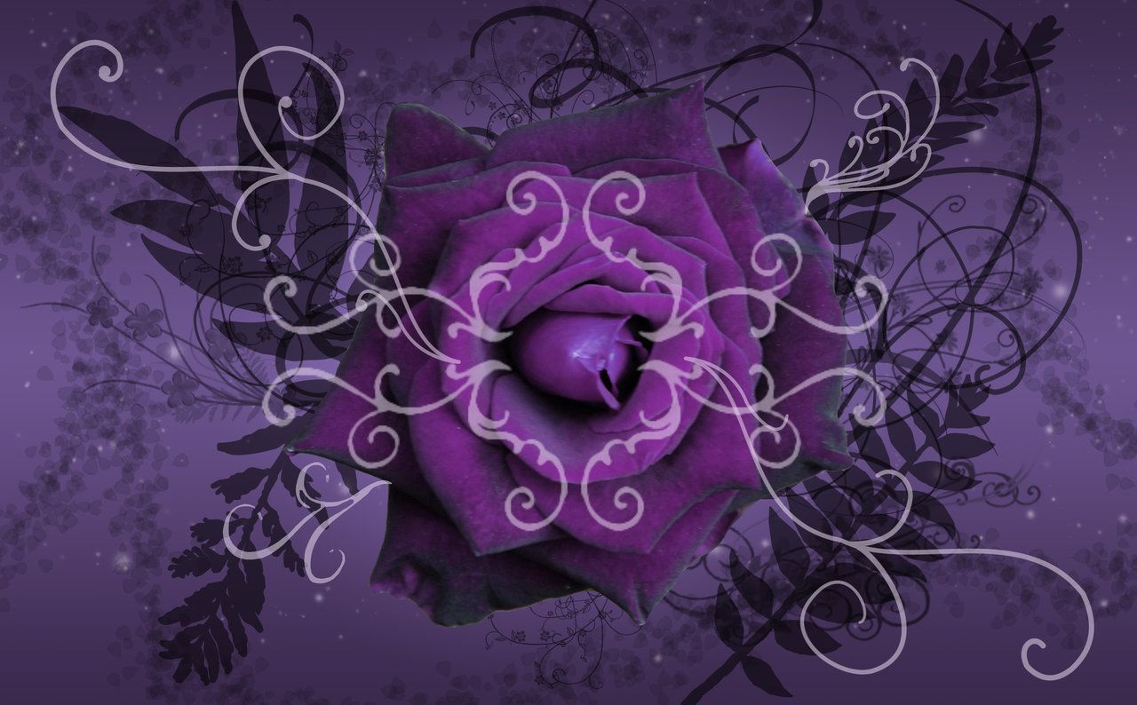 Rosa viola gotica ornamentale, 1280x794 HD, Desktop