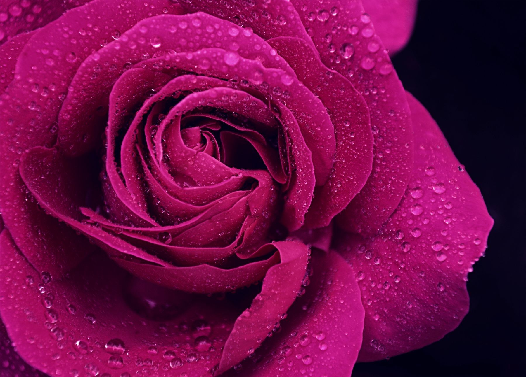 Rosa viola con gocce d'acqua, 1800x1293 HD Ready, Laptop