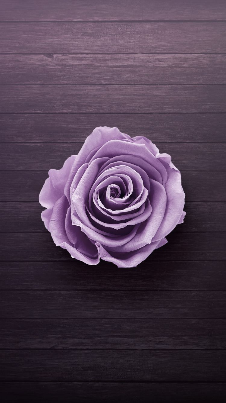 Rosa viola su legno, 750x1334 Verticale, iPhone