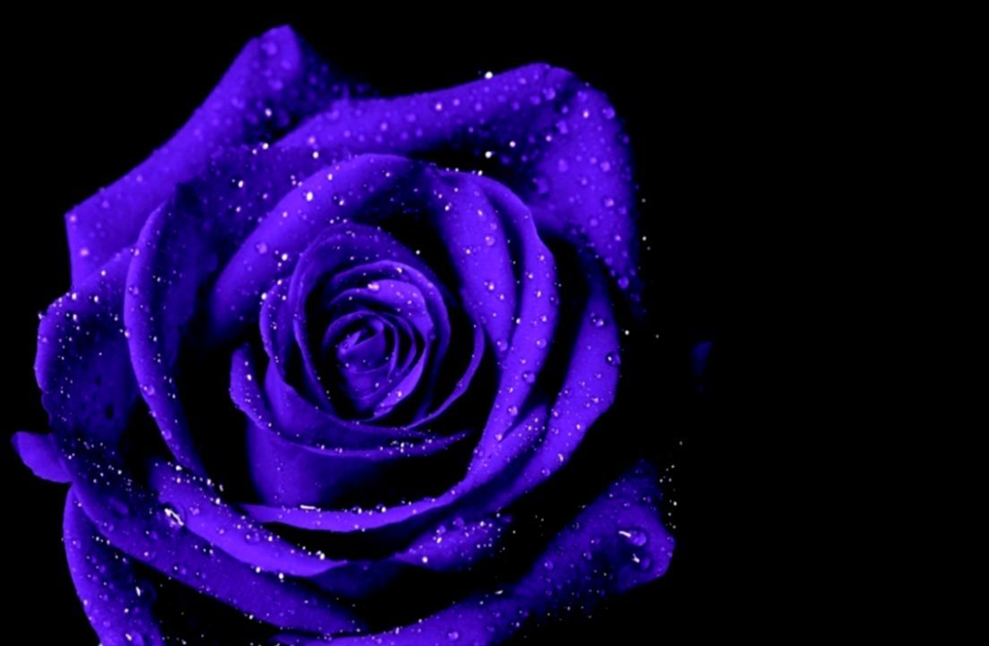 Rosa viola con gocce, 1104x721 HD, PC