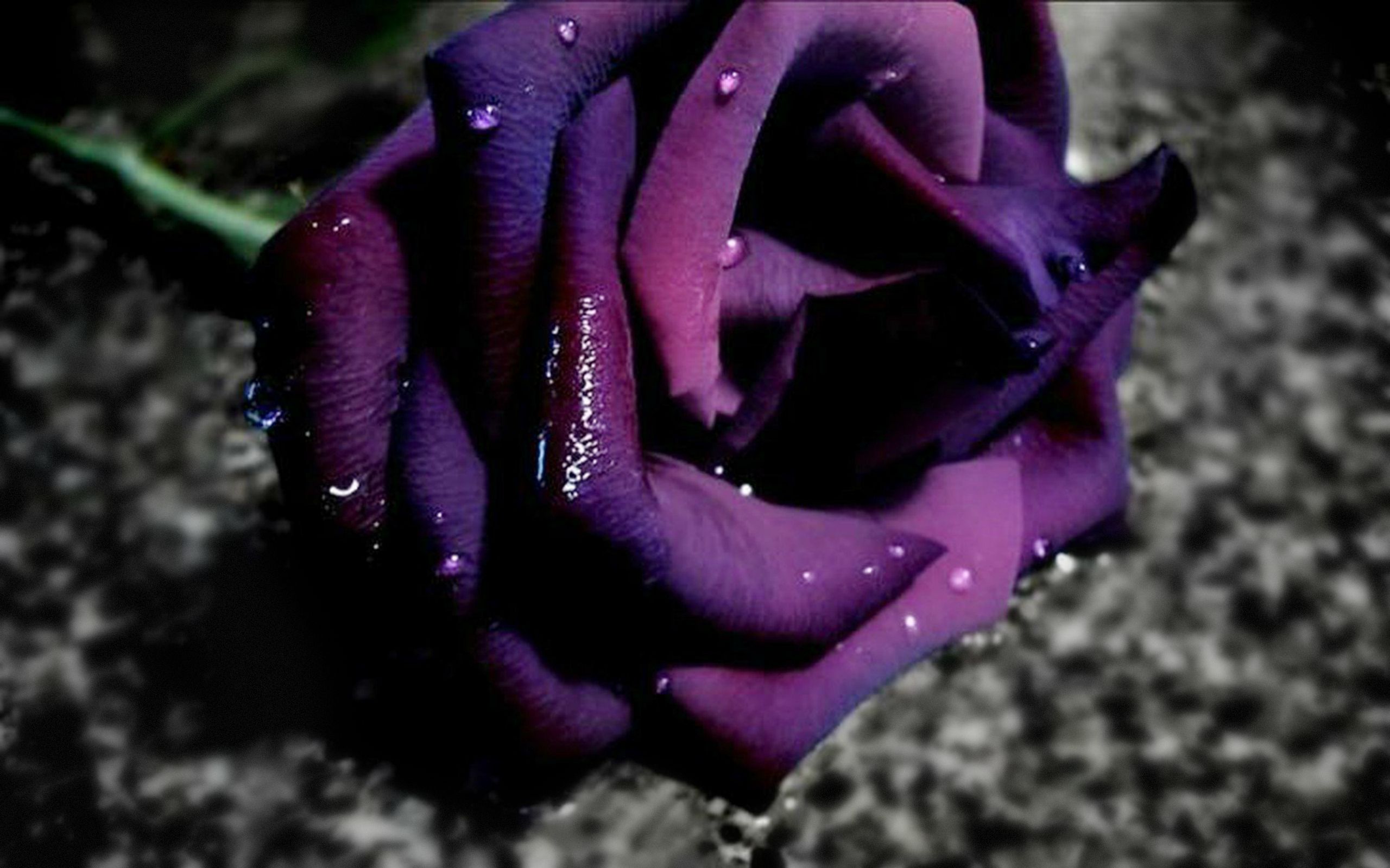 Rosa viola con gocce d'acqua, 2560x1600 2K, Desktop