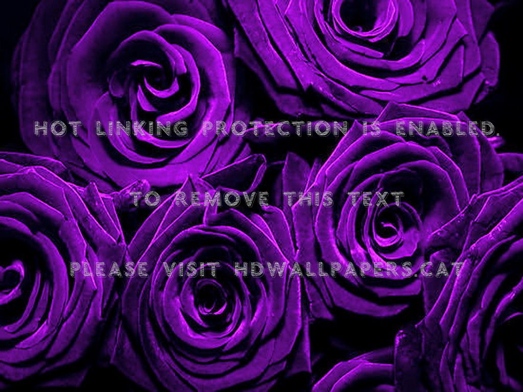 Mazzo di rose viola, 1024x768 HD, Desktop