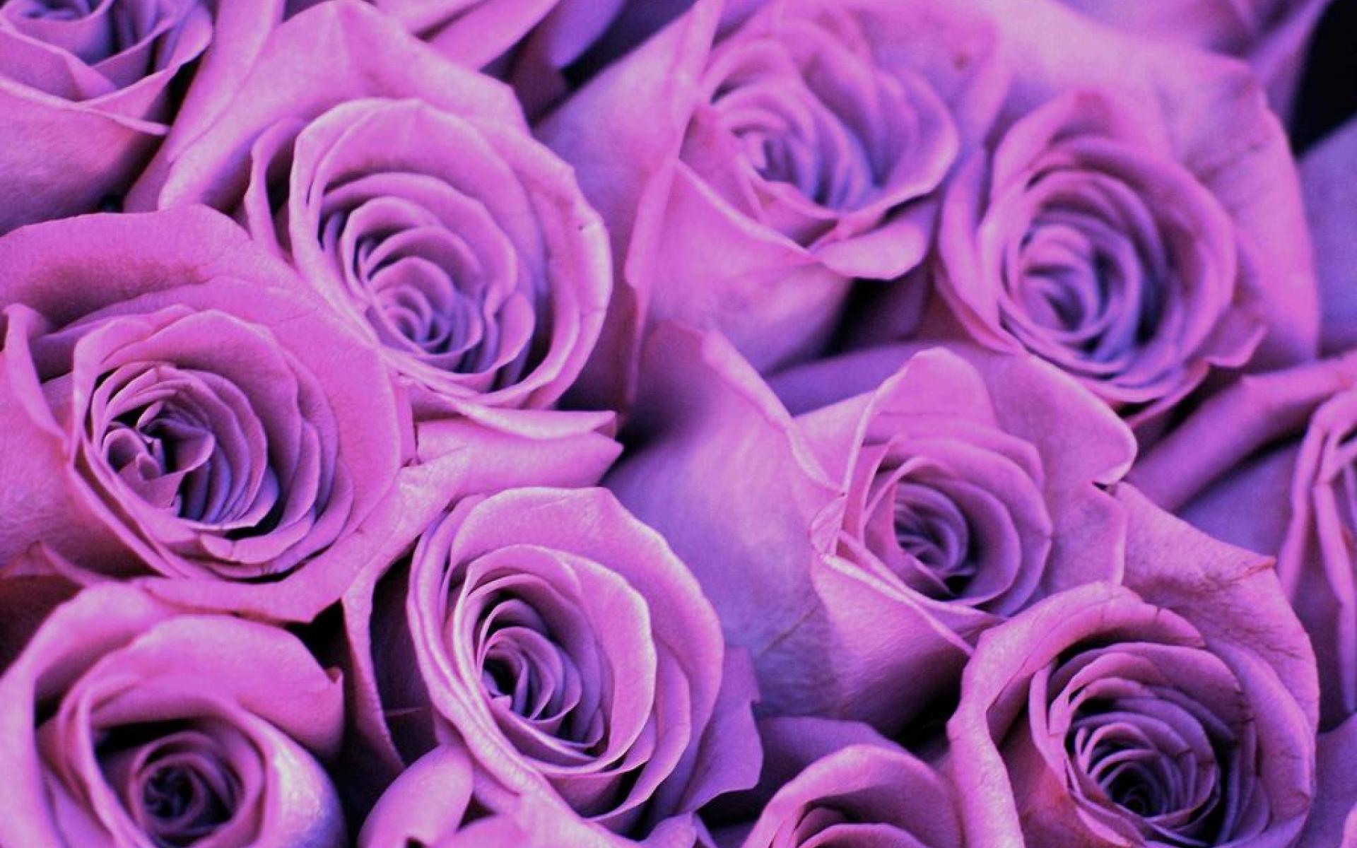 Rose viola in bouquet, 1920x1200 Full HD+, Laptop