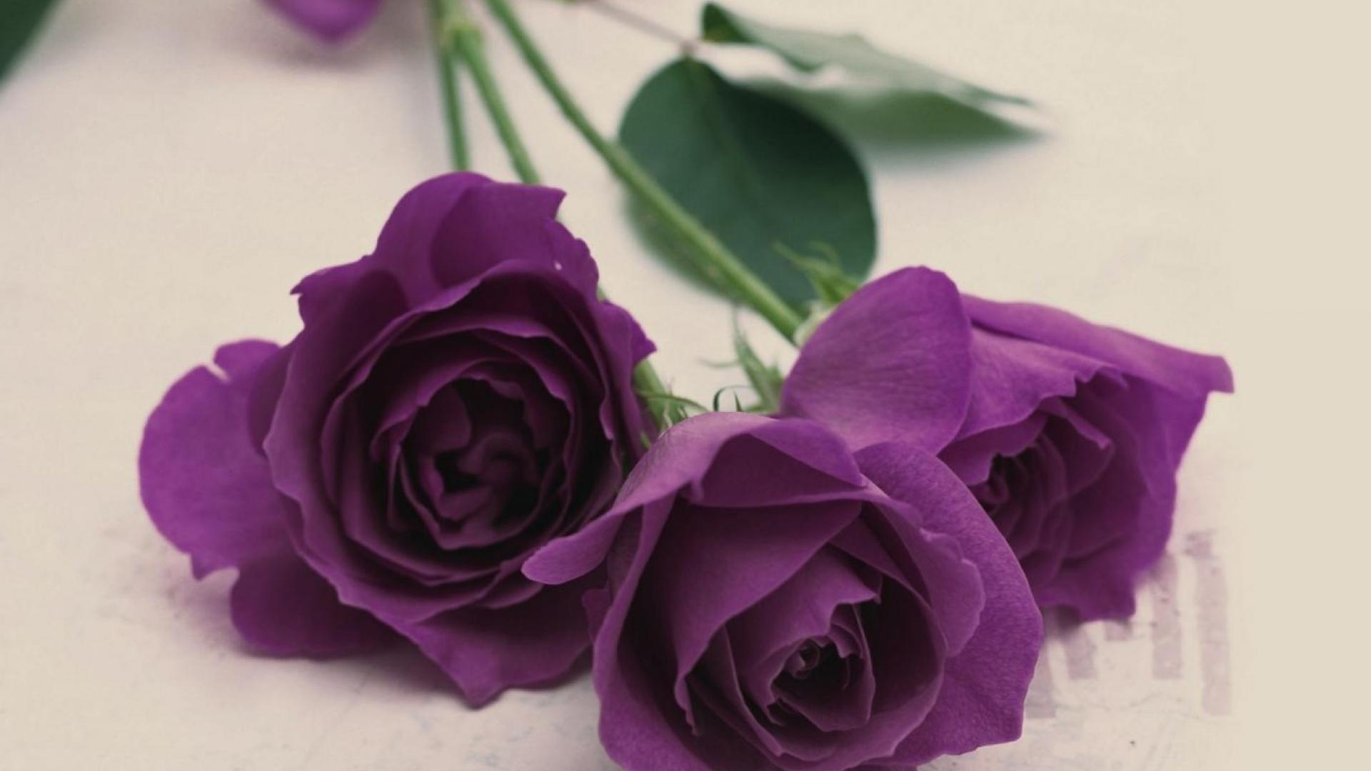 Rose viola su sfondo bianco, 1920x1080 1080p, Desktop