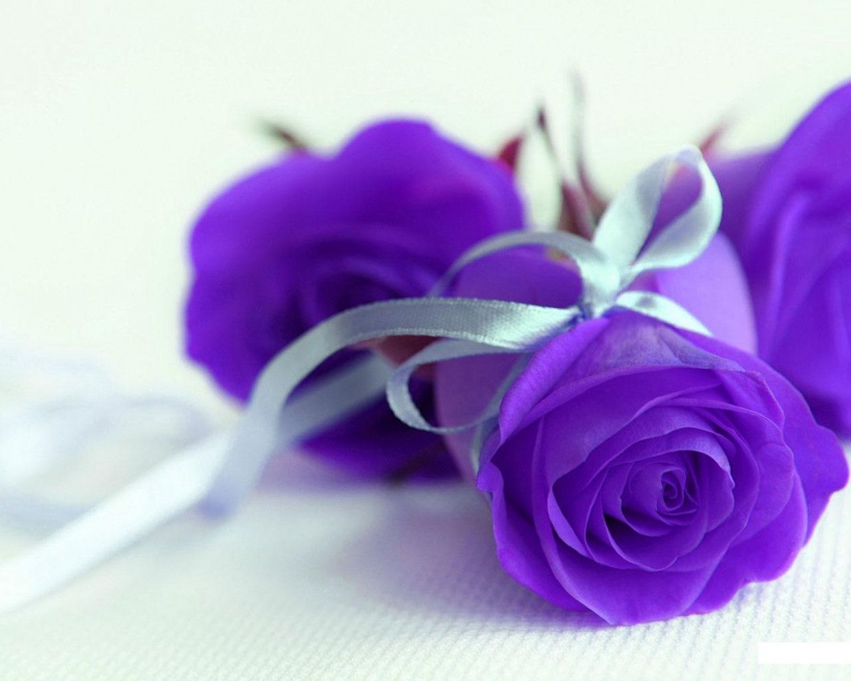 Rose viola con nastro bianco, 1241x993 HD, PC