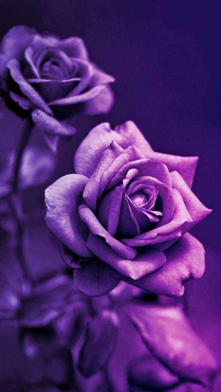 Rose viola in primo piano, 720x1280 Full HD Verticale, iPhone