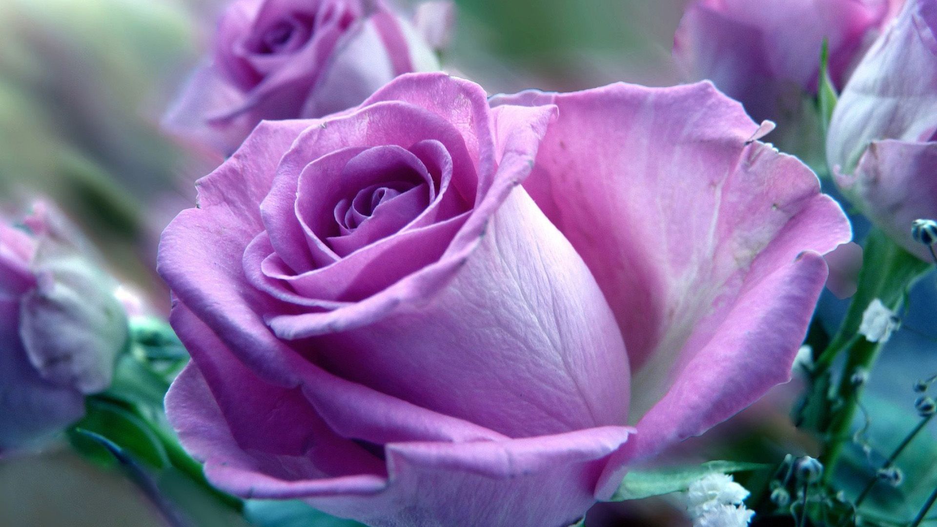 Rosa viola in fiore, 1920x1080 Full HD, PC Desktop