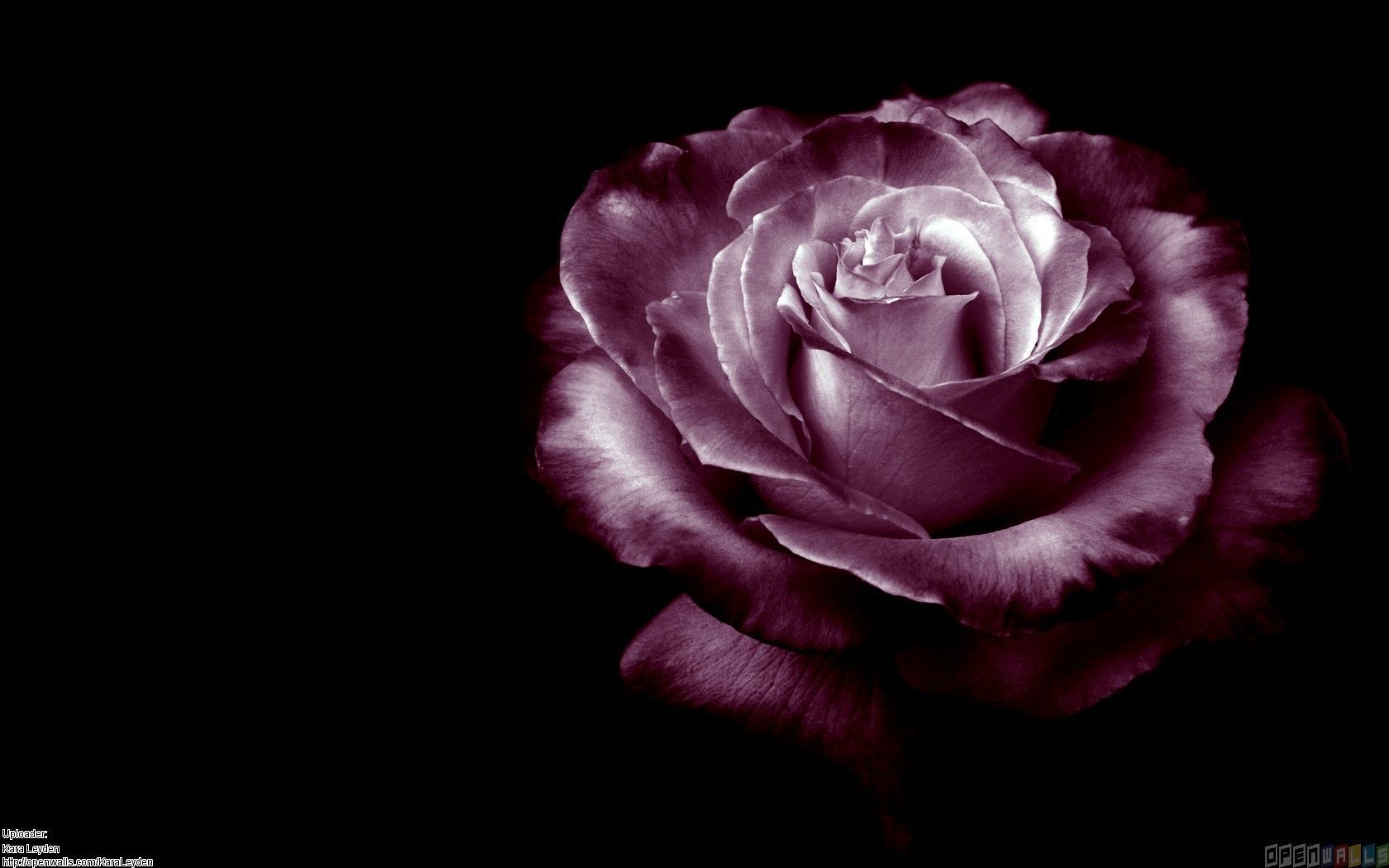 Rosa viola su sfondo nero, 1680x1050 900p, Laptop