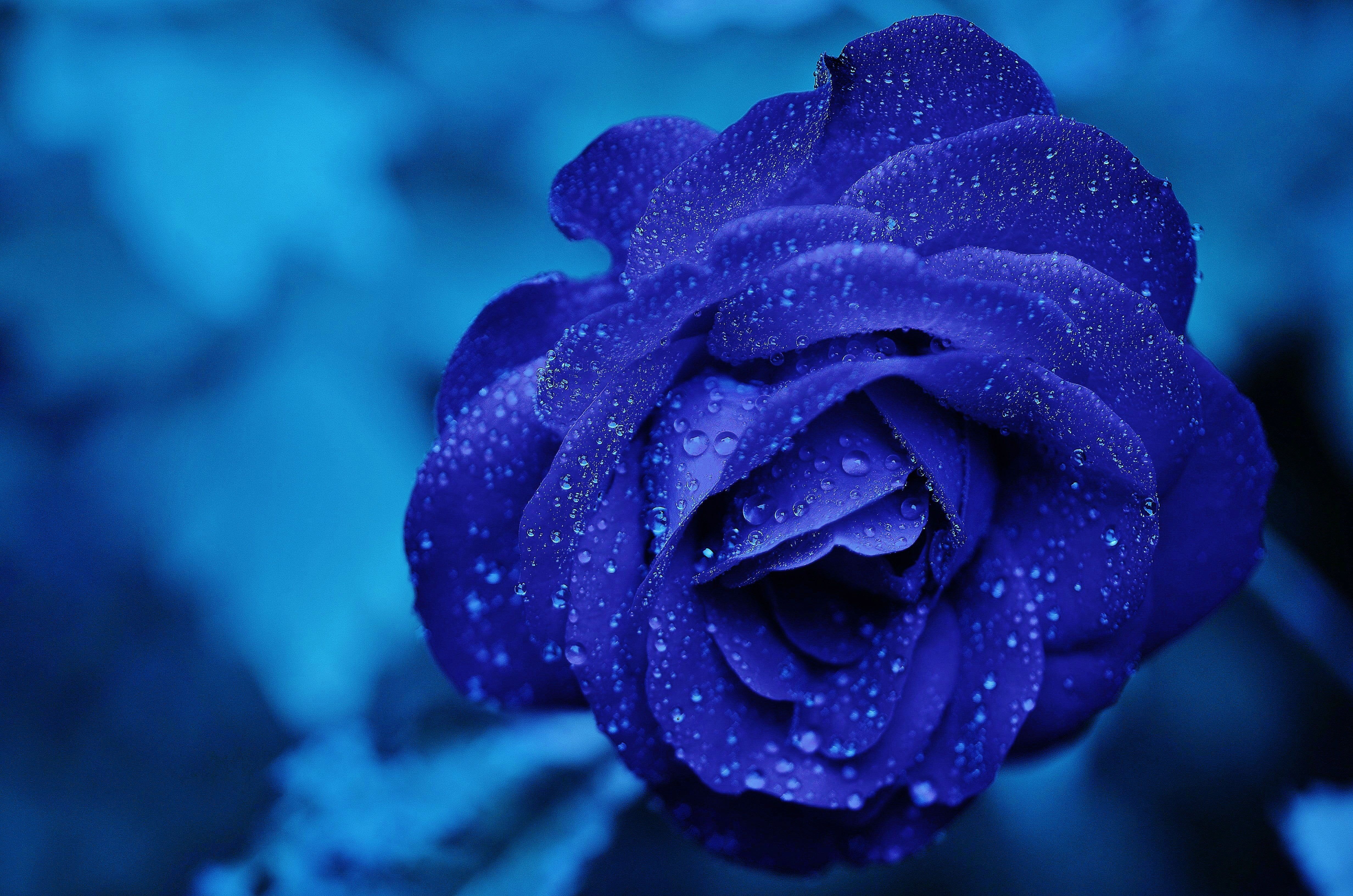 Rosa blu con gocce di rugiada, 4928x3264 4K, Desktop 4K
