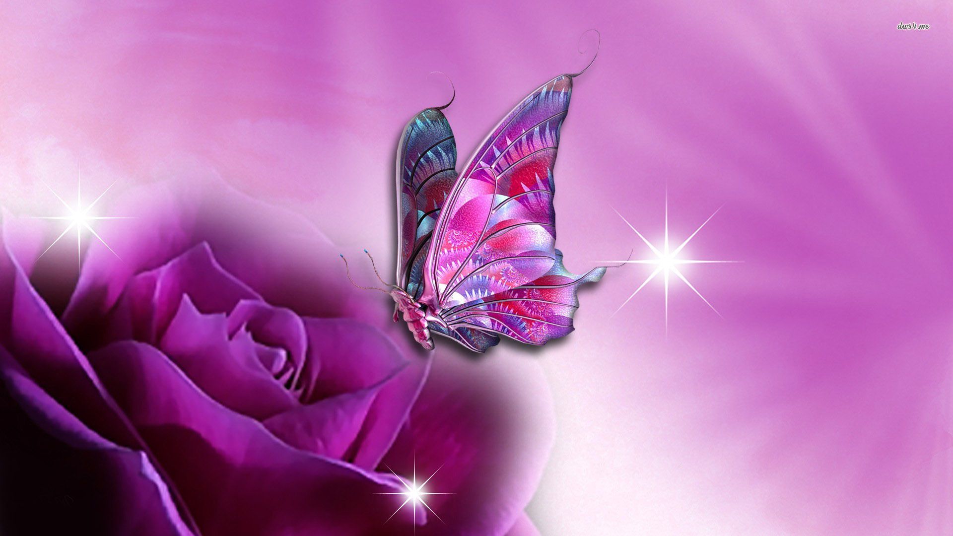 Farfalla su rosa viola, 1920x1080 1080p, Laptop