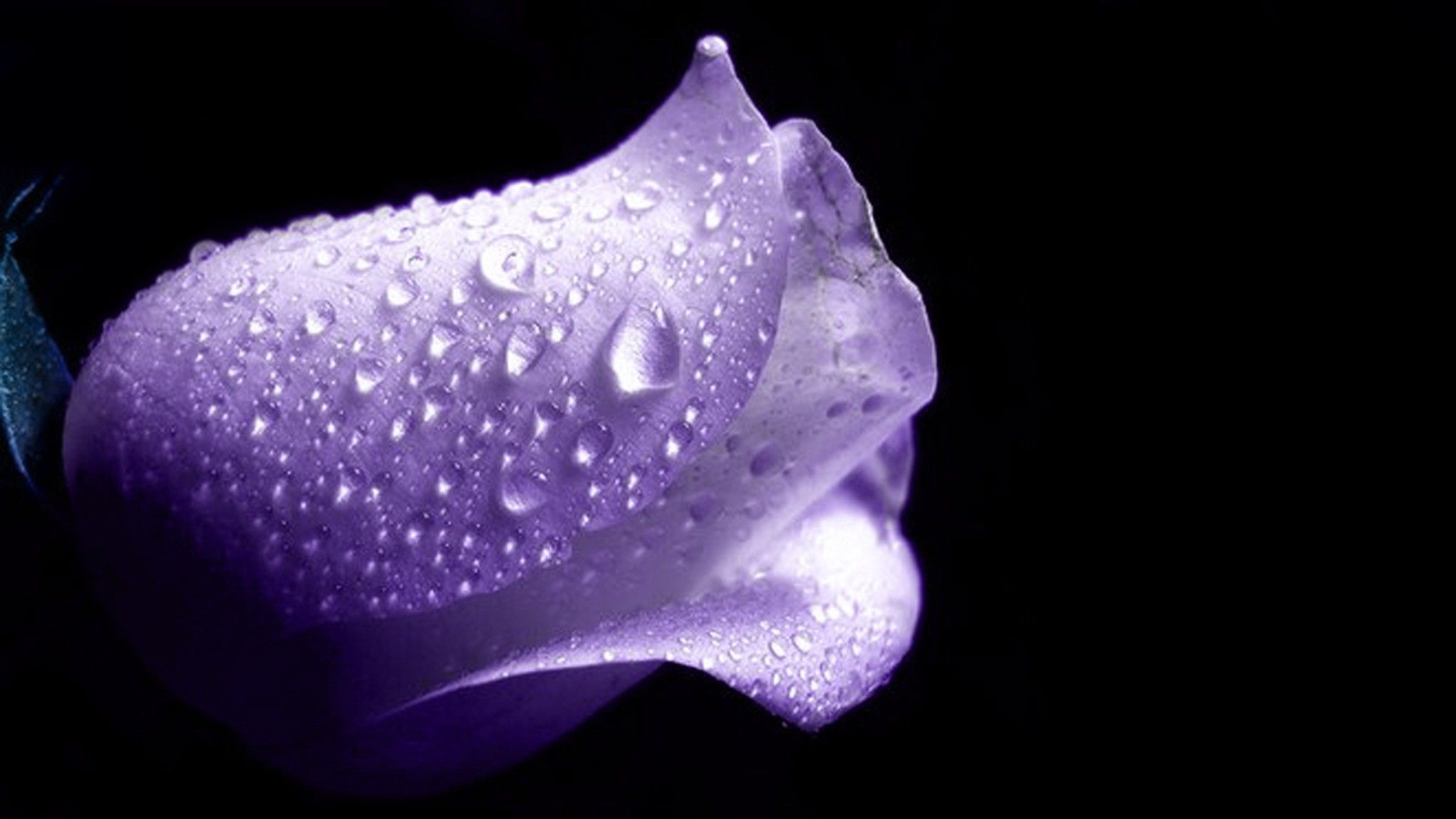 Rosa viola con gocce d'acqua, 2048x1152 alta risoluzione, Desktop
