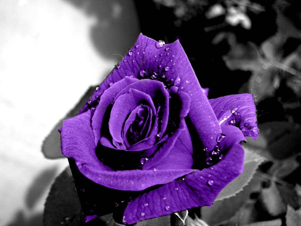 Rosa viola con gocce, 1024x768 HD, Desktop