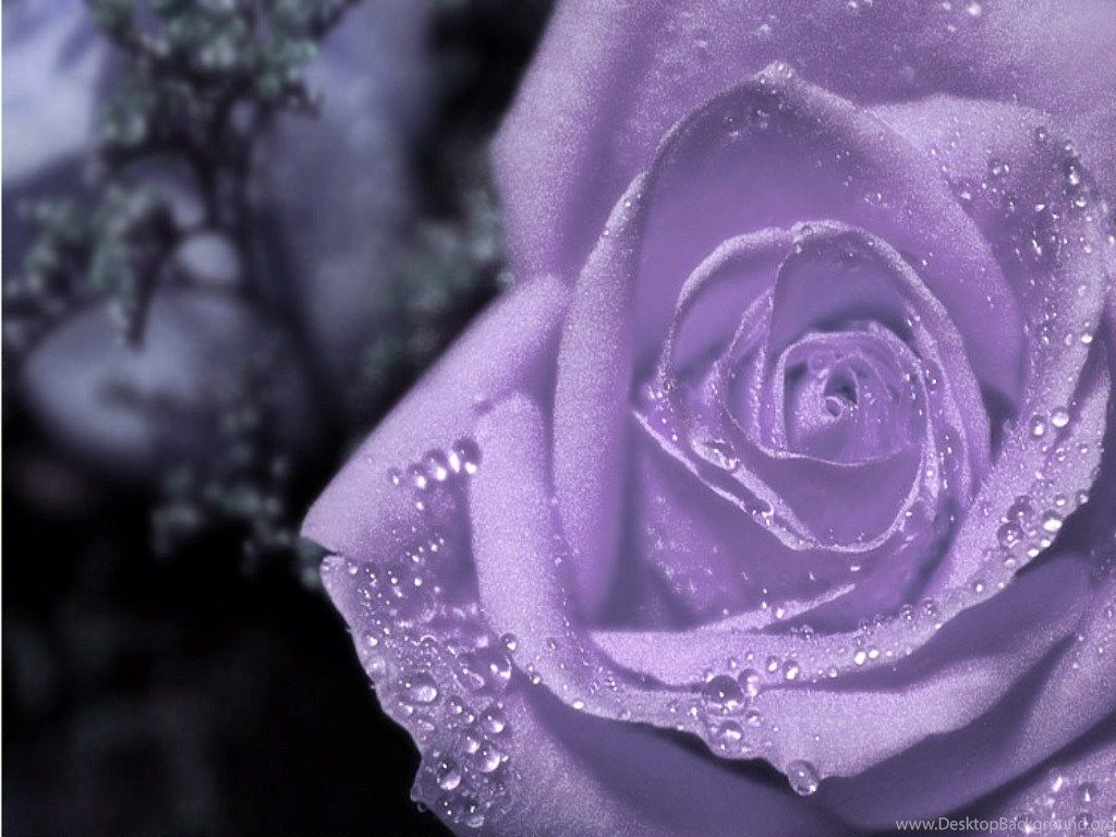 Rosa viola con gocce d'acqua, 1024x768 HD, PC