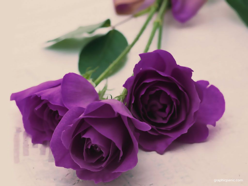 Rose viola su sfondo chiaro, 1024x768 HD, Desktop
