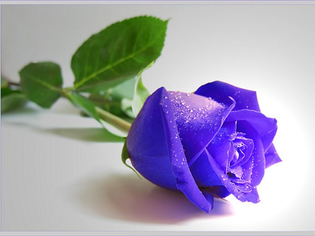 Rosa viola con gocce, 1024x768 HD, Desktop