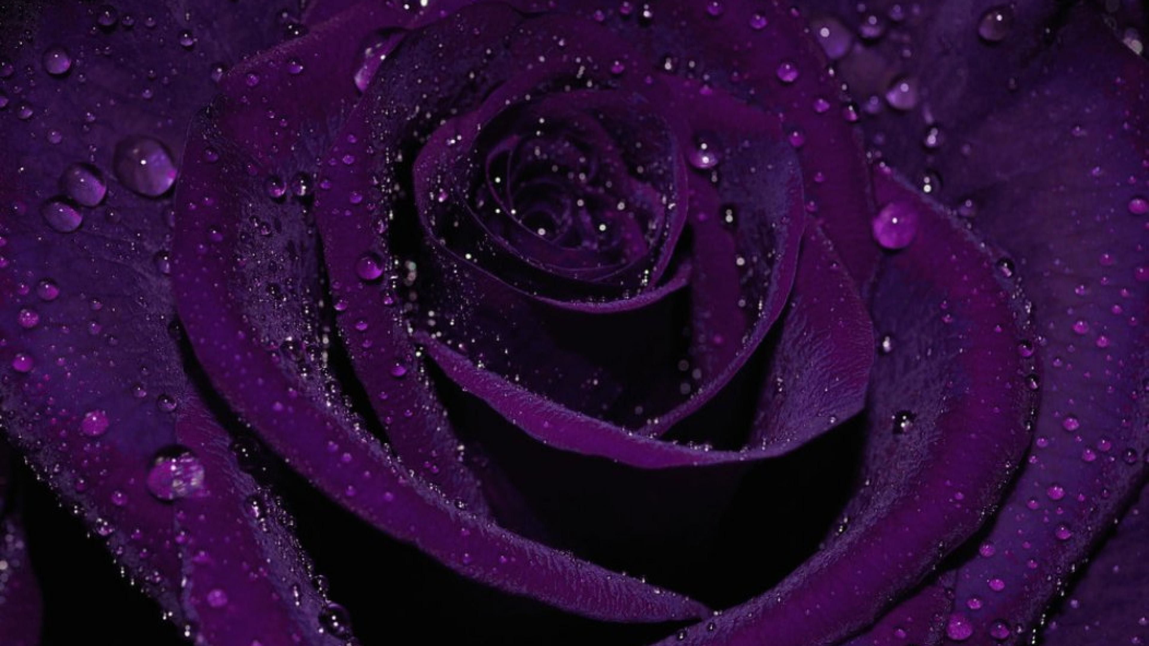 Rosa viola con gocce d'acqua, 3840x2160 4K, Monitor 4K