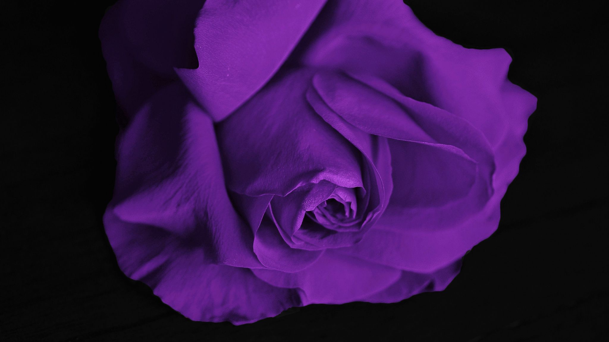 Rosa viola primo piano, 2048x1152 alta risoluzione, Laptop