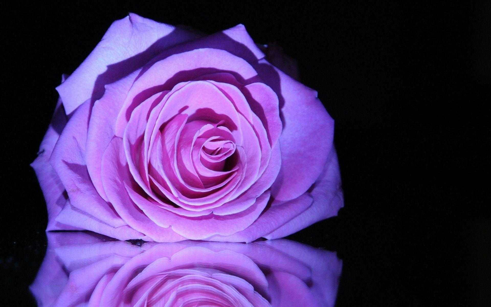 Rosa viola con riflesso, 1920x1200 Full HD+, Desktop