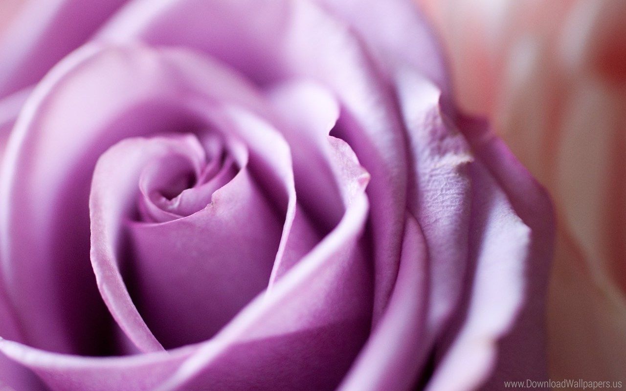 Rosa viola macro, 1280x800 HD, Desktop