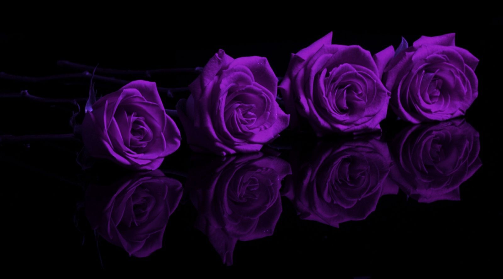 Rose viola su sfondo nero, 1600x889 900p, Laptop