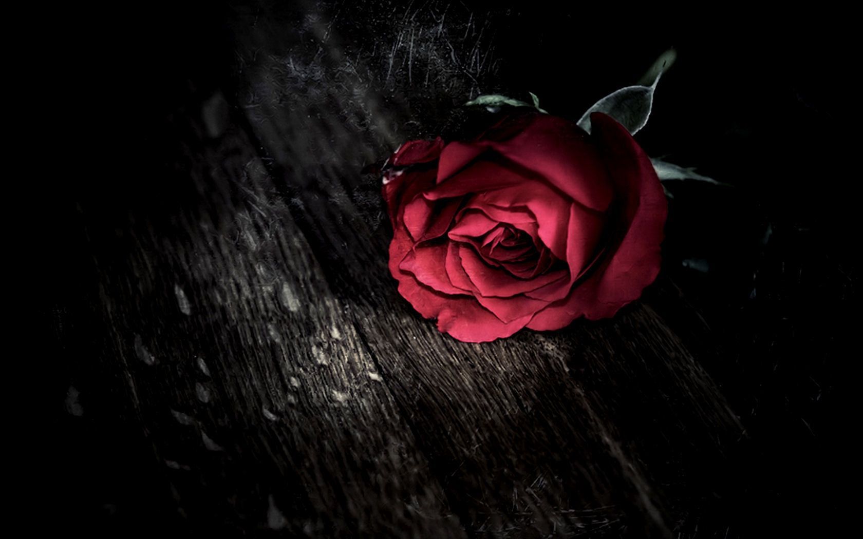 Rosa rossa su legno scuro, 1680x1050 900p, HP Laptop