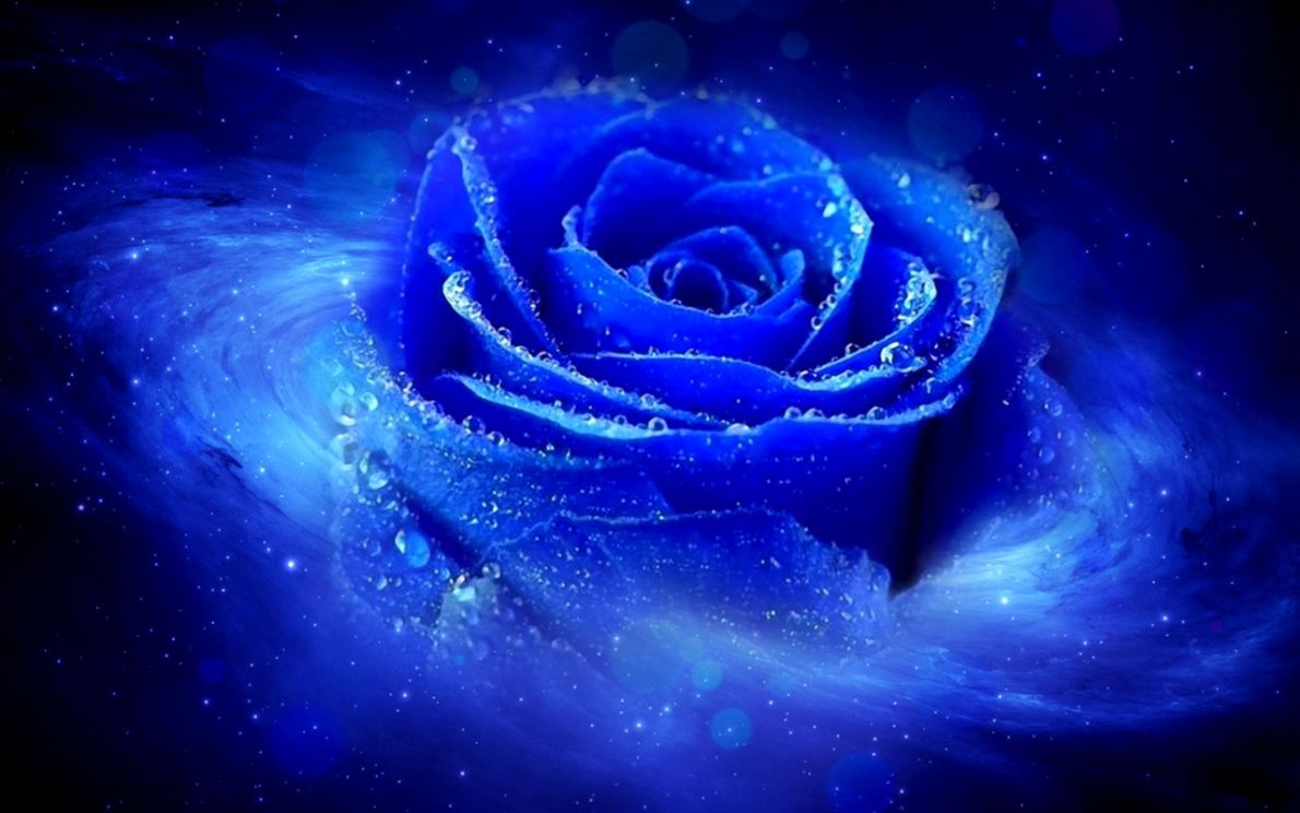 Rosa blu con gocce d'acqua, 1190x744 HD, Laptop