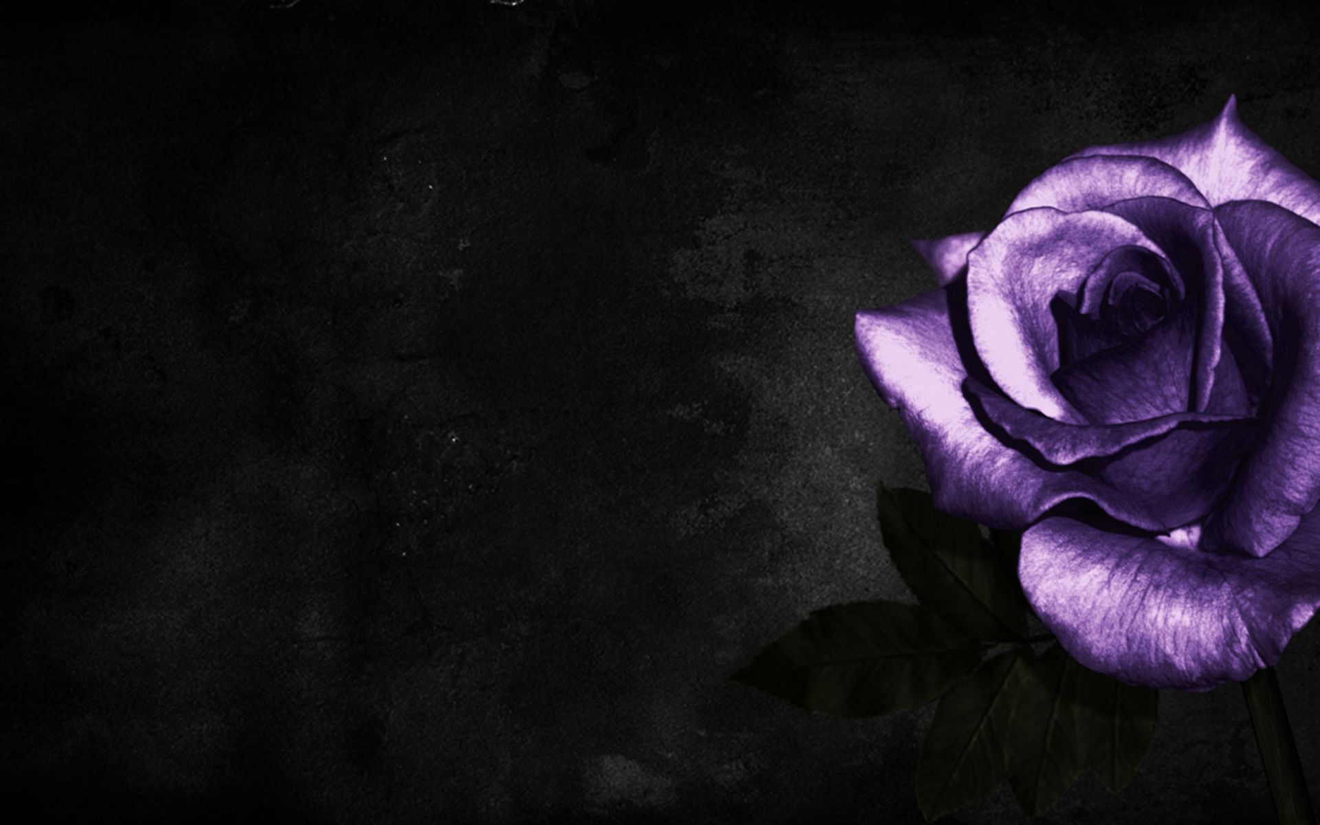 Rosa viola su sfondo nero, 1920x1200 WUXGA, iMac