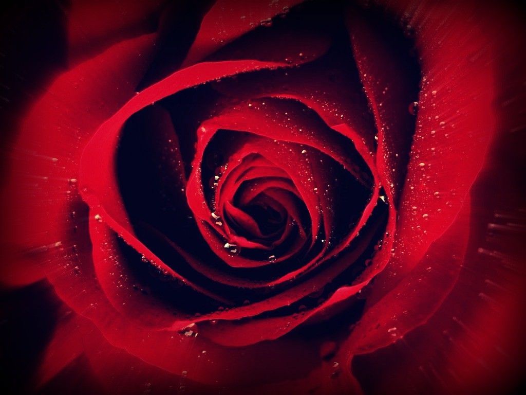 Rosa rossa con gocce d'acqua, 1024x768 HD, Desktop