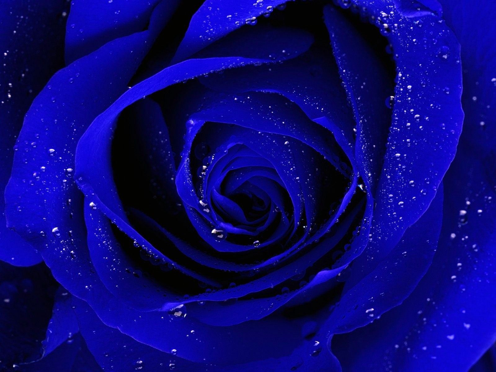 Rosa blu con gocce d'acqua, 1600x1200 HD, Laptop
