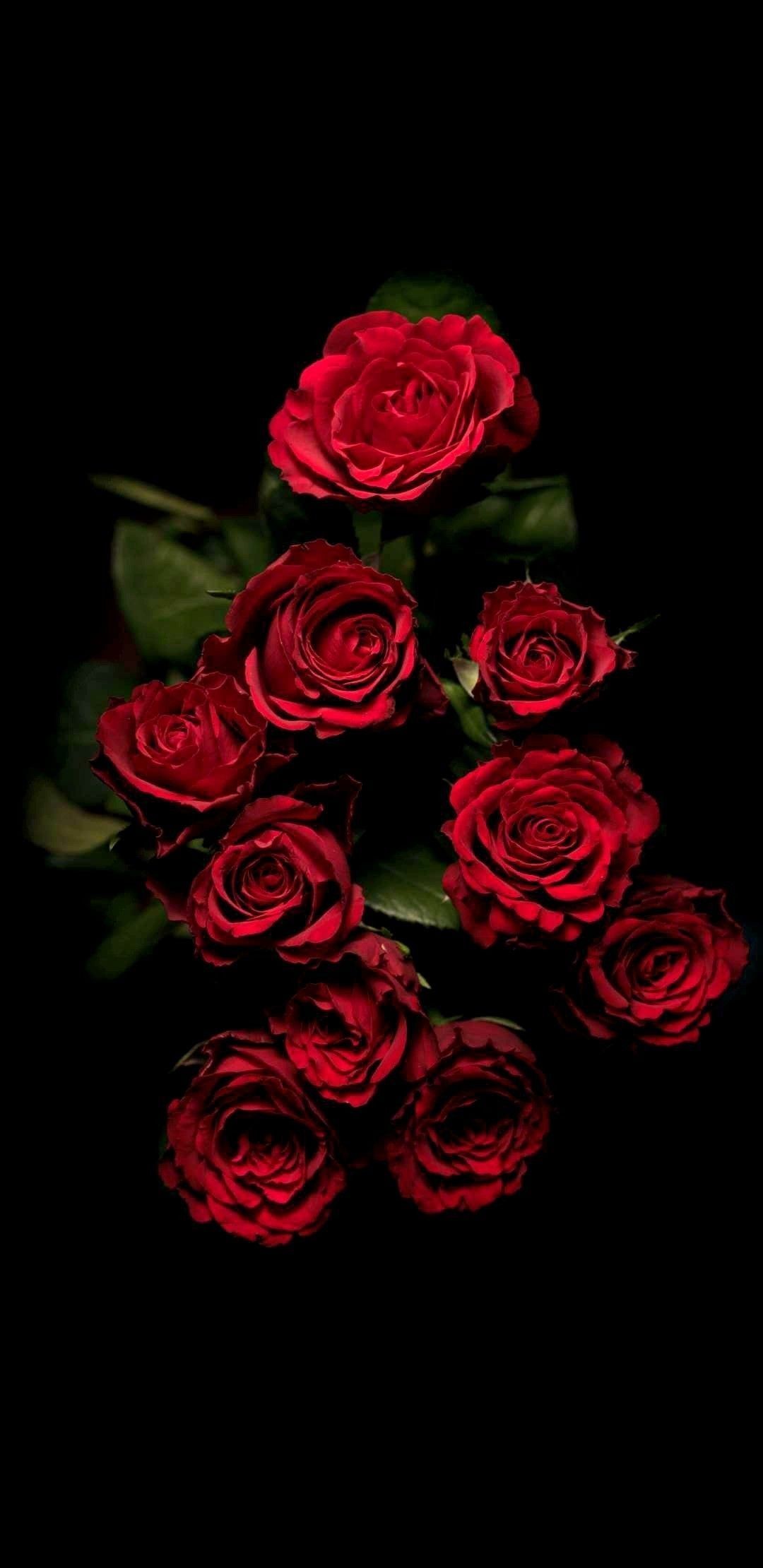 Rose rosse su sfondo nero, 1080x2220 Full HD Verticale, iPhone