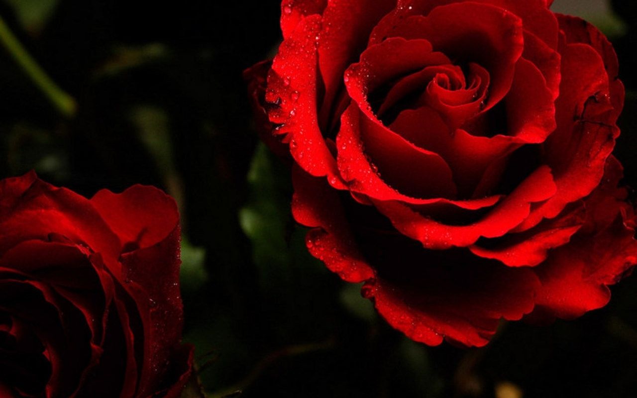 Rose rosse con gocce d'acqua, 1280x800 HD, Desktop
