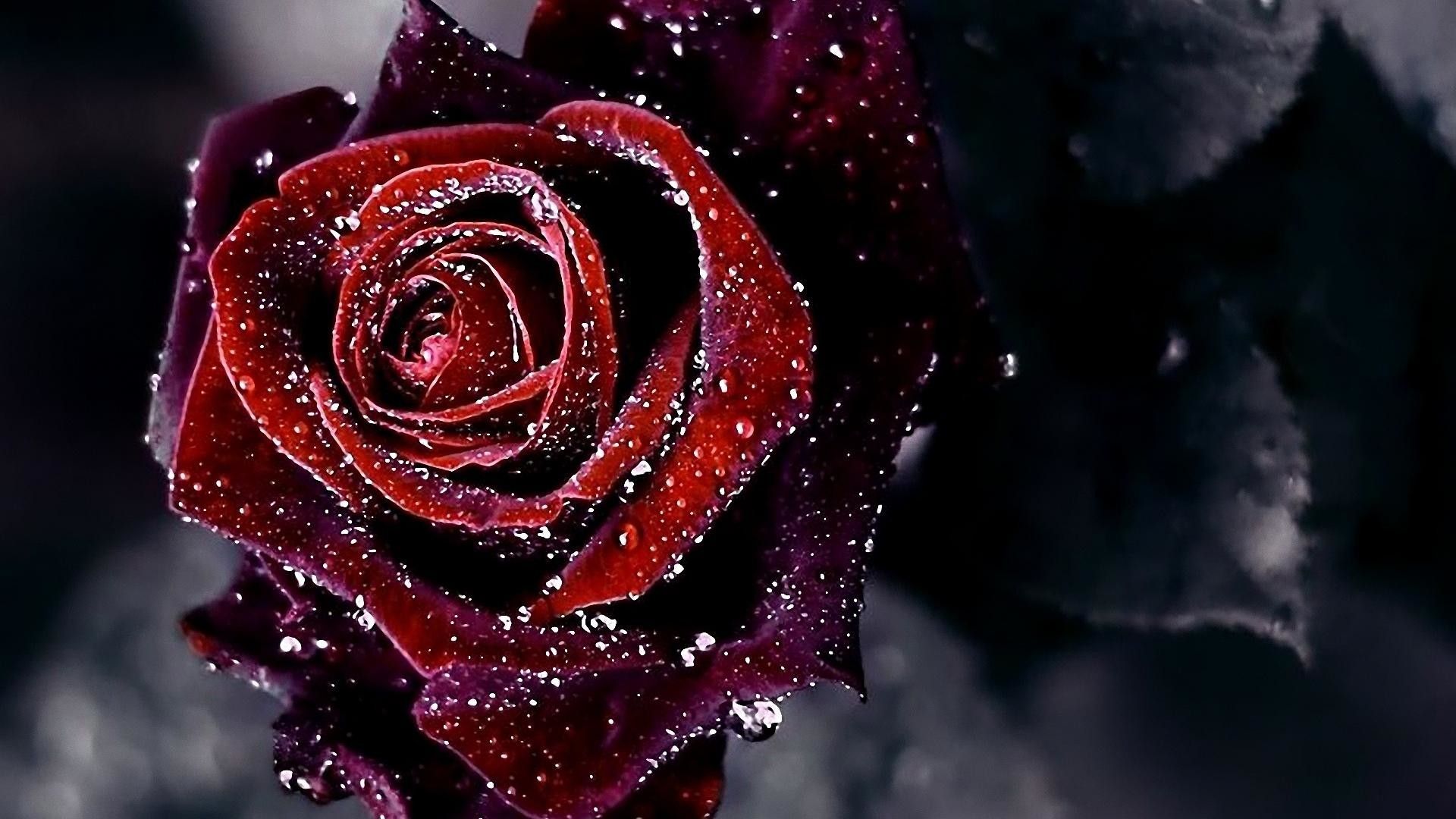 Rosa rossa scura con gocce, 1920x1080 Full HD, PC Desktop