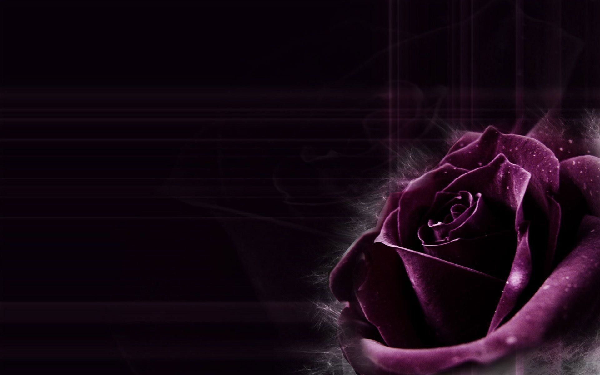 Rosa viola scura su nero, 1920x1200 Full HD+ WUXGA, iMac
